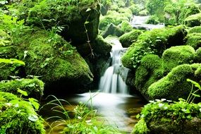 Landscape of waterfall in a beautiful forest in summertime