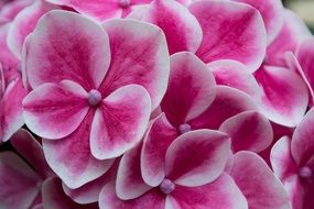 incredibly delicious Hydrangea Flowers
