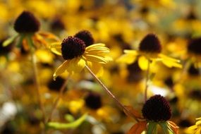 yellow flowers with a big brown heart