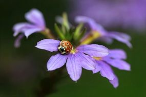 Macro photo of ladybug on a flower