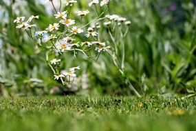ornamental camomile in summer