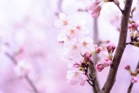 tender japanese cherry blossoms