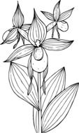 painted flowering wild plant