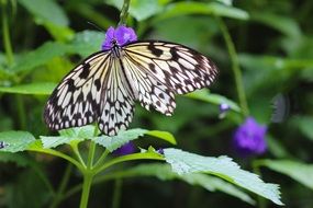 Butterfly Black White