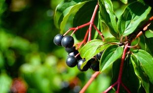 black wild berries