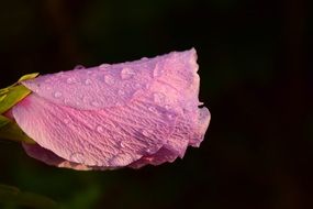 Hibiscus Blossom with water drop