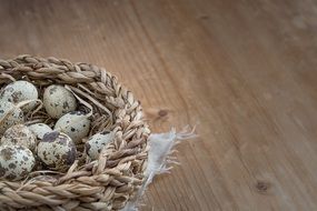 nest with quail eggs