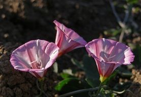 pink field bindweed