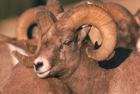 Close-up of the head of Male Bighorn Sheep