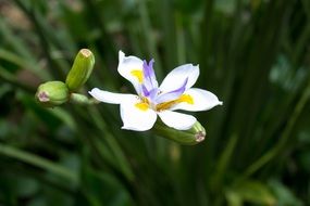 Orchid Garden flower