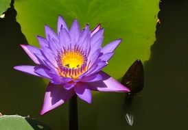 lily on the green leaf