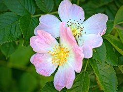 Close-up of the colorful rosehip flowers