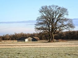 Landscape with the tree and barns on the meadow