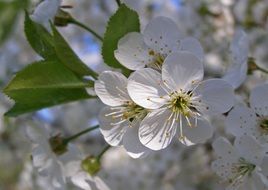 white flowers on blackthorn branches in spring