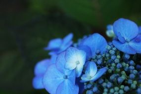hydrangea- garden flower