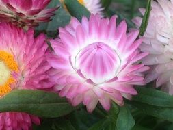 Colourful flowers