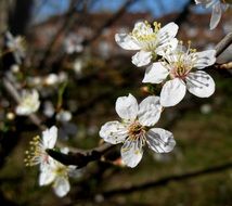 Flowering Tree with White Flowers closeup