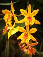 bright yellow Flower Orchid Tropical plant