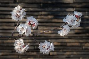 blooming apricot branch close up
