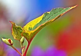 stained colorful leaf