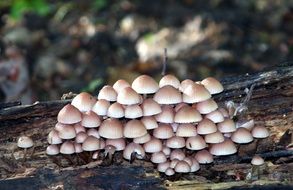 mushrooms in the woods on a tree