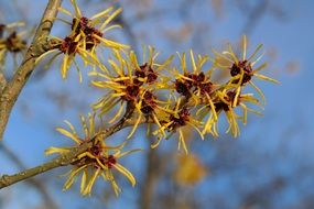 flowers on a bush witch hazel