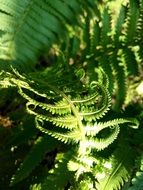 green fern leaves close