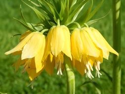 yellow bells on a flower