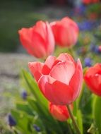red tulips in spring garden