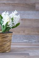 white hyacinth in a flower pot at spring