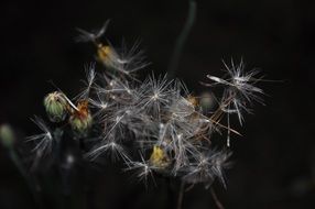 photo of light dandelion seeds