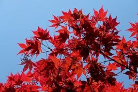 tree with red leaves against the blue sky