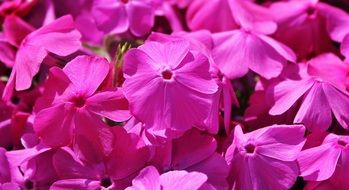 bright pink geranium in bright sun close up