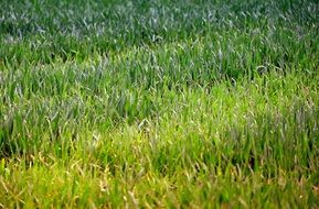 Meadow Grasses Colorful