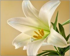 Yellow lily flower with the white petals