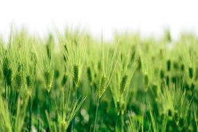 field of green wheat