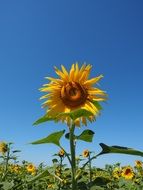 sunflower blossom on a blue sky background