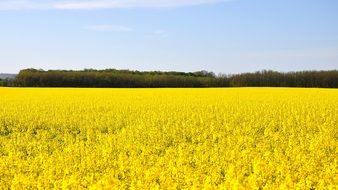 yellow rapeseed field in spring