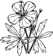 black and white sketch of wildflowers