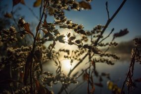 dry seeds on plant at back light, autumn sunrise