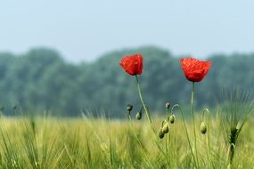 two red poppy on a field on a blurred background