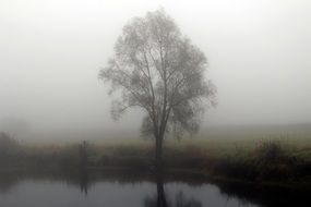 photo of a tree in the fog