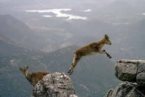 Beautiful mountain goats in the wildlife