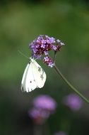 white butterfly on a purple flower in a clearing close-up on blurred background