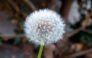 dandelion with seeds close-up on a blurred background