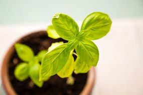 bright green basil in a flower pot