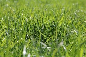 shiny green lawn in spring