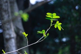 young green leaf in forest