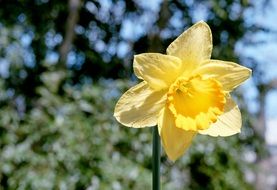 yellow daffodil on a green tree background