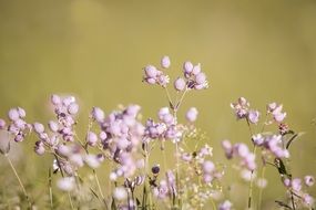 Forked Catchfly